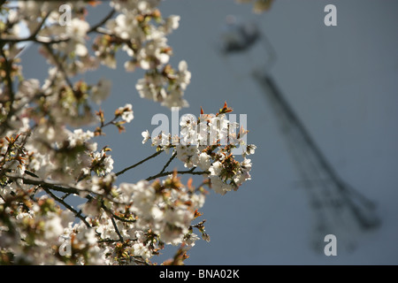 Jodrell Bank Arboretum, England. Nahaufnahme Frühling der Kirschblütenbäume in voller Blüte am Jodrell Bank Arboretum. Stockfoto