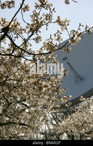 Jodrell Bank Arboretum, England. Nahaufnahme Frühling der Kirschblütenbäume in voller Blüte am Jodrell Bank Arboretum. Stockfoto