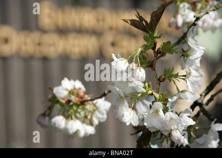 Jodrell Bank Arboretum, England. Nahaufnahme Frühling der Kirschblütenbäume in voller Blüte am Jodrell Bank Arboretum. Stockfoto