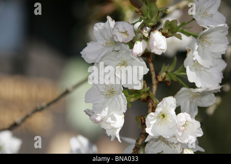 Jodrell Bank Arboretum, England. Nahaufnahme Frühling der Kirschblütenbäume in voller Blüte am Jodrell Bank Arboretum. Stockfoto