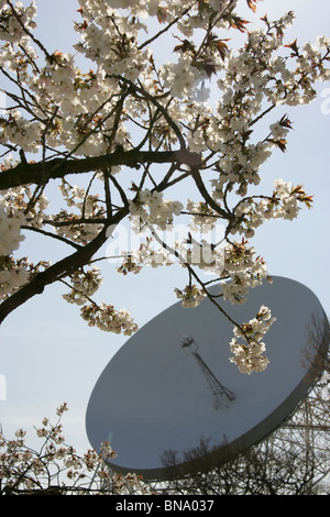 Jodrell Bank Arboretum, England. Nahaufnahme Frühling der Kirschblütenbäume in voller Blüte am Jodrell Bank Arboretum. Stockfoto