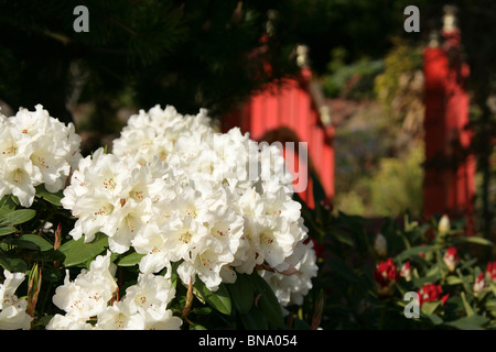 Mount Pleasant Gardens, England. Nahaufnahme Frühjahr weißen Rhododendren in Mount Pleasant Garden. Stockfoto