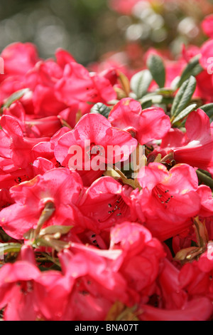 Mount Pleasant Gardens, England. Nahaufnahme Frühling rote Rhododendren in Mount Pleasant Garden. Stockfoto