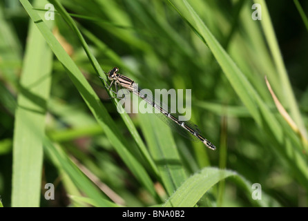 Ein schmal geflügelte Weibchen oder gemeinsame Blue Damselfly (Enallagma Cyathigerum) Stockfoto