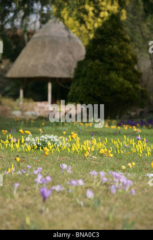 Ness Botanic Gardens, England. Ansicht der Krokusse, Narzissen und Schneeglöckchen blühen in Ness Botanic Gardens im Frühjahr. Stockfoto
