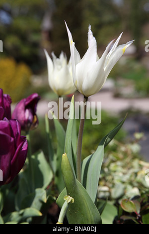 Ness Botanic Gardens, England. Malerische Frühjahr Blick auf weiße Tulpen in voller Blüte in Ness Botanic Gardens. Stockfoto