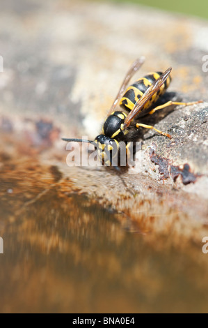 Vespula vulgaris. Gemeinsame Wespe. Yellowjacket wasp Trinken aus ein Vogelbad im Englischen Garten. Großbritannien Stockfoto