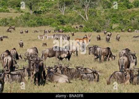 Tausende von Gnus, Zebras, Elands und Gazellen grasen in Masai Mara National Reserve, Kenia, Ostafrika Stockfoto