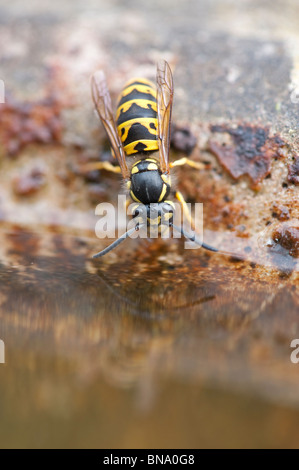 Vespula vulgaris. Gemeinsame Wespe. Yellowjacket wasp Trinken aus ein Vogelbad im Englischen Garten. Großbritannien Stockfoto