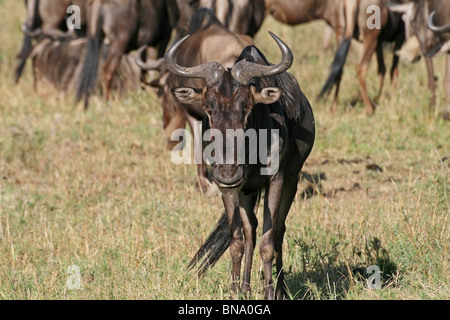 Eine schwarze Gnus Porträtaufnahme. Foto von Masai Mara National Reserve, Kenia, Ostafrika Stockfoto