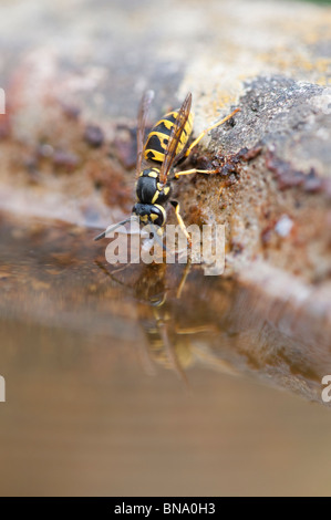 Vespula vulgaris. Gemeinsame Wespe. Yellowjacket wasp Trinken aus ein Vogelbad im Englischen Garten. Großbritannien Stockfoto