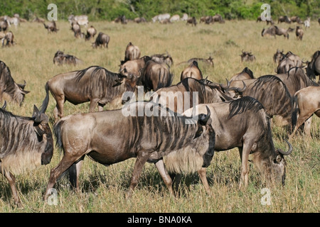 Schwarze Gnus Beweidung in der Savannahs der Masai Mara National Reserve, Kenia, Ostafrika Stockfoto