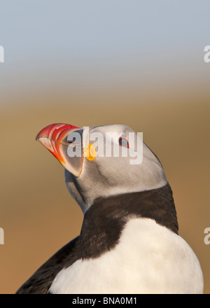 Fraticula Arctica - Papageientaucher Porträt Stockfoto