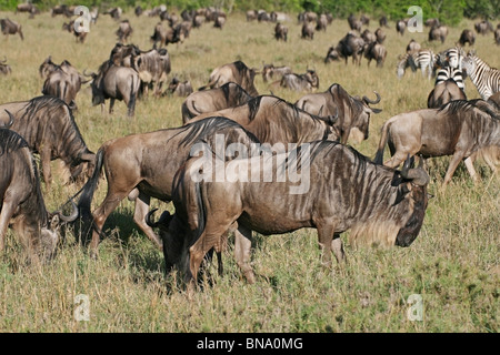 Schwarze Gnus Beweidung in der Savannahs der Masai Mara National Reserve, Kenia, Ostafrika Stockfoto