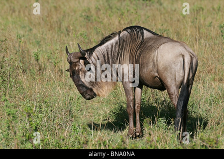 Eine schwarze Gnus Porträtaufnahme. Foto von Masai Mara National Reserve, Kenia, Ostafrika Stockfoto