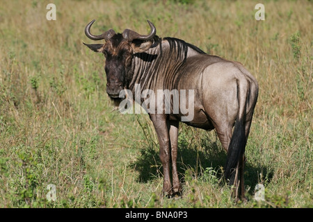 Eine schwarze Gnus Porträtaufnahme. Foto von Masai Mara National Reserve, Kenia, Ostafrika Stockfoto