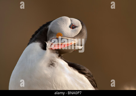 Fraticula Arctica - Papageientaucher Federn putzen Stockfoto