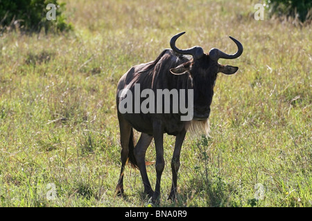 Eine schwarze Gnus Porträtaufnahme. Foto von Masai Mara National Reserve, Kenia, Ostafrika Stockfoto