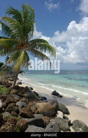 Sally Pfirsiche, Big Corn, Corn Islands, Nicaragua Stockfoto