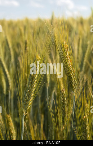 Nahaufnahme des goldenen Ähren Stockfoto