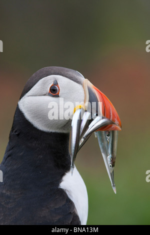 Fraticula Arctica - Papageientaucher Nahaufnahme mit Sandaal Stockfoto