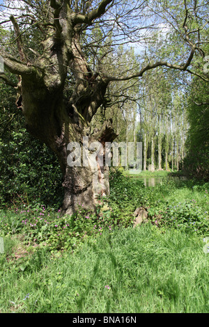 Die Quinta Arboretum, England. Frühling auf Quinta Arboretum mit Ritter Avenue im Hintergrund. Stockfoto