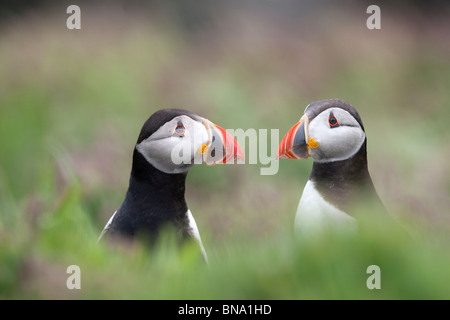 Fraticula Arctica-zwei Papageientaucher Interaktion Stockfoto