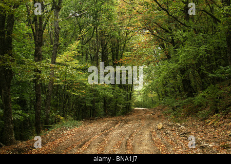 Herbst-Straße Stockfoto