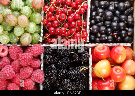 Verschiedene bunte Beeren im Feld Stockfoto