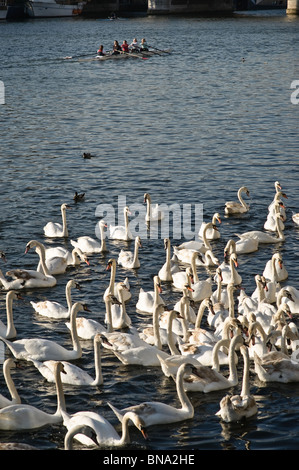 Schwäne und Reife Cynets Gedränge rund um den Kai, wo Passanten Brot zu werfen sind.  Ruderboote im Hintergrund. Stockfoto