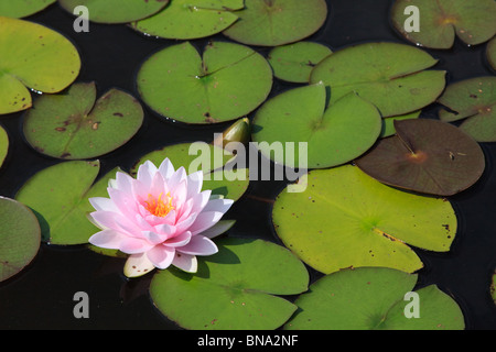 Blüte rosa Seerose mit Laub Stockfoto
