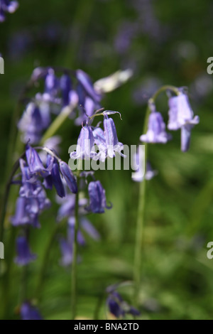 Bluebell Bauerngärten, England. Nahaufnahme Frühling der Glockenblumen in Bluebell Holz. Stockfoto