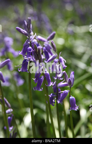 Bluebell Bauerngärten, England. Nahaufnahme Frühling der Glockenblumen in Bluebell Holz. Stockfoto