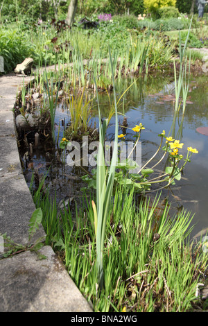 Bluebell Bauerngärten, England. Nahaufnahme Frühling von Bluebell Cottage Garten-Teich. Stockfoto