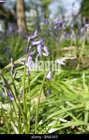 Bluebell Bauerngärten, England. Nahaufnahme Frühling der Glockenblumen in Bluebell Holz. Stockfoto