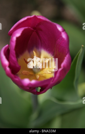Bridgemere Kindergarten & Garten Welt. Nahaufnahme einer lila Tulpe in voller Blüte am Bridgemeres Schaugärten. Stockfoto