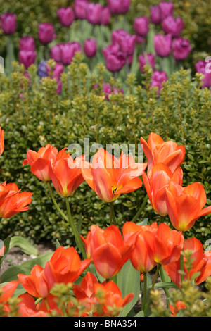 Bridgemere Kindergarten & Garten Welt. Kaiser Orange Tulpen in voller Blüte mit lila Prinzen Tulpen im Hintergrund. Stockfoto