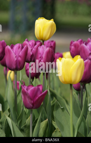 Bridgemere Kindergarten & Garten Welt. Nahaufnahme der violetten und gelben Tulpen in voller Blüte am Bridgemeres Schaugärten. Stockfoto