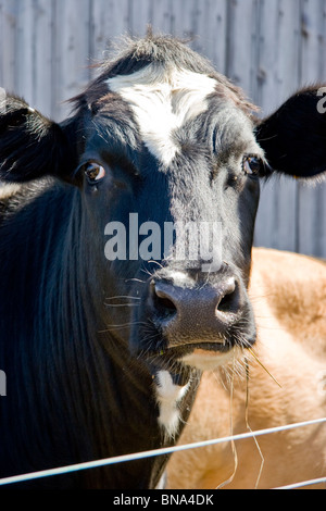 Rinder in einem Feld Stockfoto