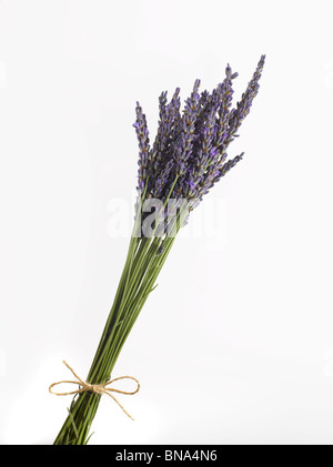 frischem Lavendel mit Schnur gebunden Stockfoto