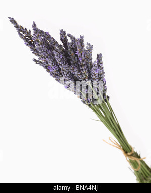 frischem Lavendel mit Schnur gebunden Stockfoto