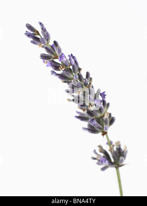 Bündel frischem Lavendel Stockfoto