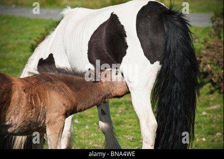 Welsh Mountain Pony Fohlen Krankenschwestern aus Mutter, Heu zu bluffen, Wales Stockfoto