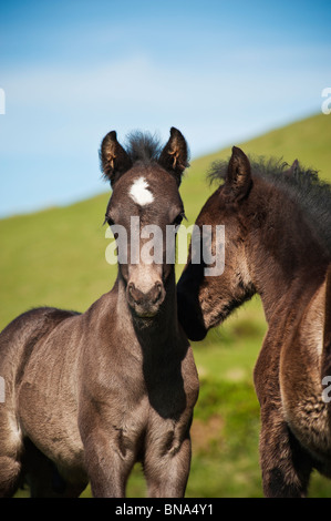 Zwei Welsh Mountain Pony Fohlen zusammen zu spielen, Heu zu bluffen, Wales Stockfoto