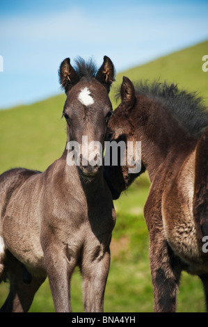 Zwei Welsh Mountain Pony Fohlen zusammen zu spielen, Heu zu bluffen, Wales Stockfoto