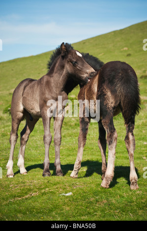 Zwei Welsh Mountain Pony Fohlen zusammen zu spielen, Heu zu bluffen, Wales Stockfoto