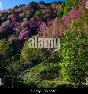 Sakura in Chieng Mai, Nord Thailand. Stockfoto