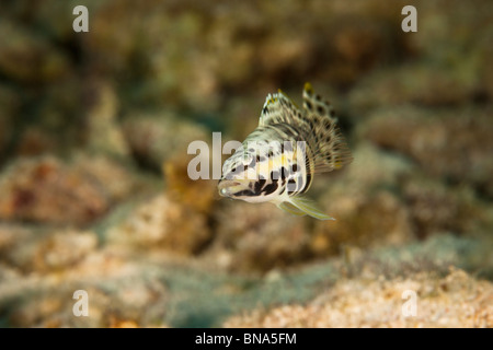 Harlekin Bass (Serranus Tigrinus) an einem tropischen Korallenriff in Bonaire, Niederländische Antillen. Stockfoto