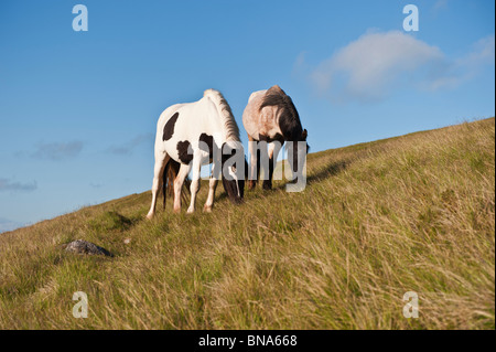 Welsh Mountain Ponys füttern auf grasbewachsenen Hang, Heu zu bluffen, Wales Stockfoto