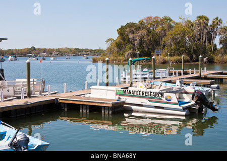 Crystal River, FL - Mär 2009 - Manatee Forschung Boot am Steg am Kings Bay in Crystal River, Florida Stockfoto